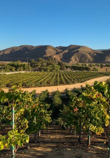 Top California Wine Regions To Visit | Celebrity Cruises