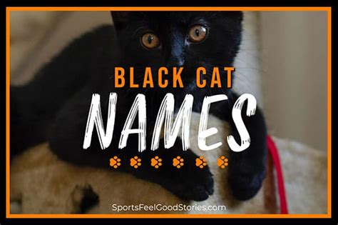 137 Good Black Cat Names To Name Your Pet (Girl & Boy Names)