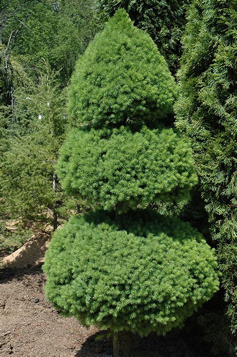 Dwarf Alberta Spruce (Picea glauca 'Conica (pom pom)') in Inver Grove Heights, Minnesota (MN) at ...