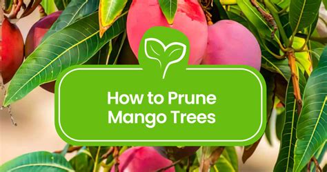 Pruning Mango Trees: Your Complete Guide - Plant Propagation