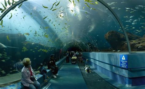 35 fantastic photos of Dallas World Aquarium, Texas | BOOMSbeat