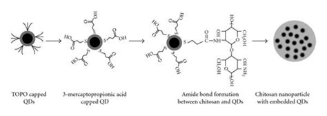 Schematic drawing to show the synthesis of chitosan nanoparticle... | Download Scientific Diagram