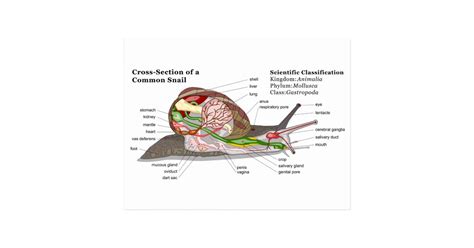 Diagram of a Common Garden Snail (Helix aspersa) Postcard | Zazzle