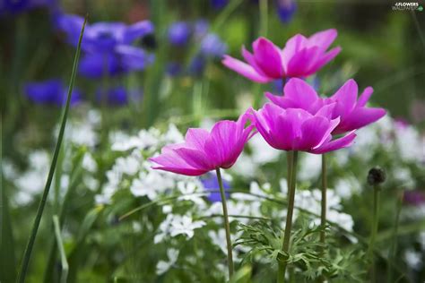 Flowers, Anemones - Flowers wallpapers: 2048x1365