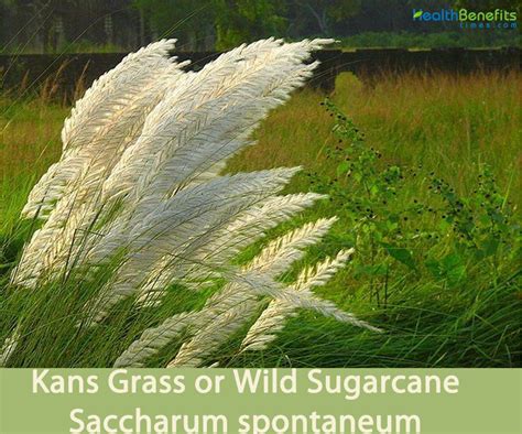 Kans grass or Wild sugarcane facts and health benefits