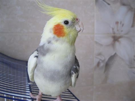 Pied Cockatiel – Personality, Diet & Care Guide (With Pictures) - Pet Keen