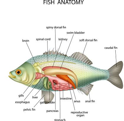 Anatomie Du Poisson Vecteurs libres de droits et plus d'images vectorielles de Affiche - iStock