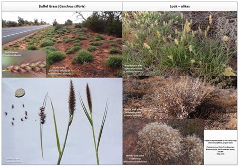 Weed Alert – Buffel Grass – Loddon Plains Landcare Network Inc.