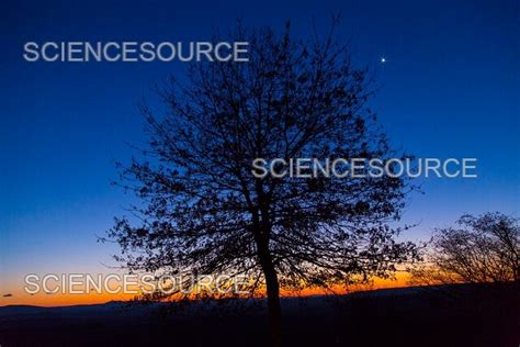 Photograph | Venus at Dawn & Tree Silhouette | Science Source Images