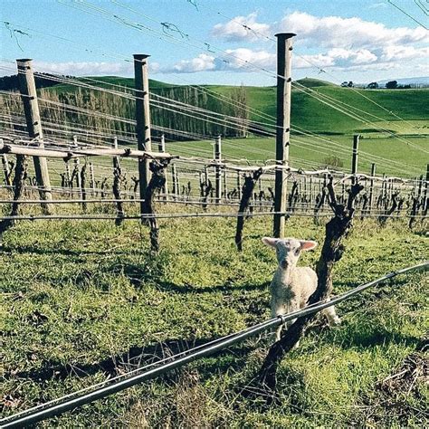 Your 2024 guide To Hawke's Bay wine region | Winetourism.com