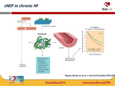 Prognostic value and kinetics of soluble neprilysin in acute heart fa…