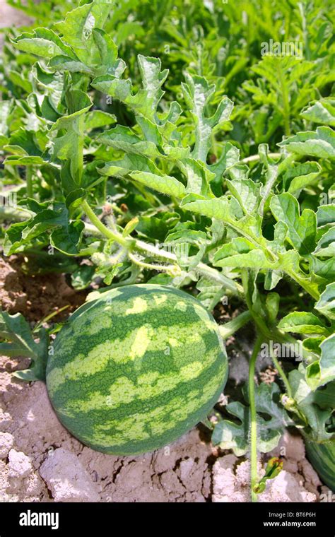 Watermelon field hi-res stock photography and images - Alamy