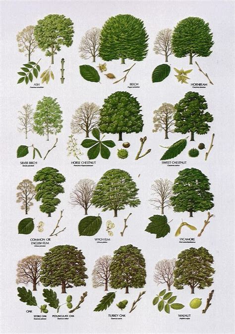 Tree Identification Guide – Survival Stronghold