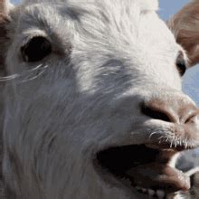 Screaming Goat GIFs | Tenor