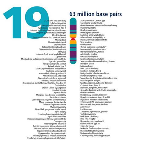 Chromosome 19 | Human genome, Genome project, Chromosome