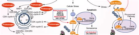 プロテアソーム阻害 | Proteasome Inhibition