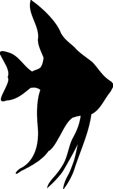 Imagen gratis en Pixabay - Ángel, Peces, Silueta, Submarino | Fish silhouette, Angelfish and ...