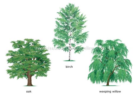 PLANTS & GARDENING :: PLANTS :: TREE :: EXAMPLES OF BROADLEAVED TREES ...