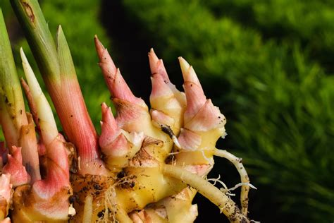 You Can Take Cuttings From Existing Ginger Plants To Grow More - Just Follow These Steps ...