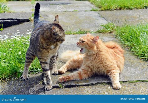 Two cats fighting stock image. Image of kitten, danger - 35113967