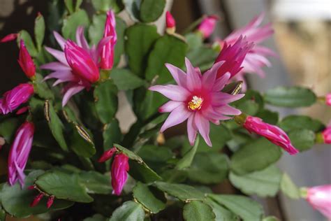 Easter Cactus: Care and Growing Guide