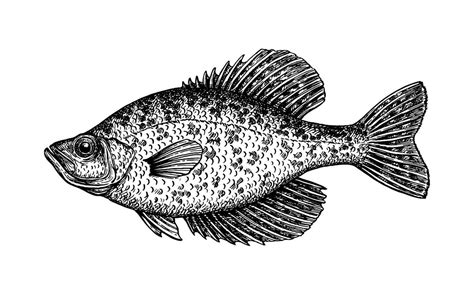 Crappie. Freshwater fish. Ink sketch isolated on white background. Hand drawn vector ...