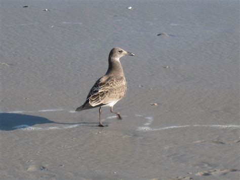 Brown Seagull | Flickr - Photo Sharing!