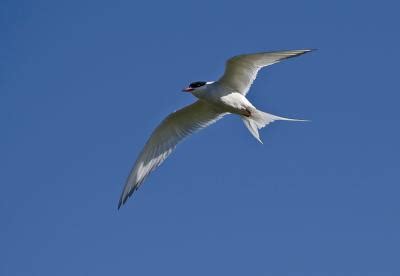 The Great Arctic Tern Migration