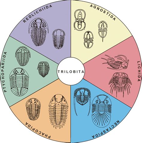 Trilobites: A short introduction – Deposits