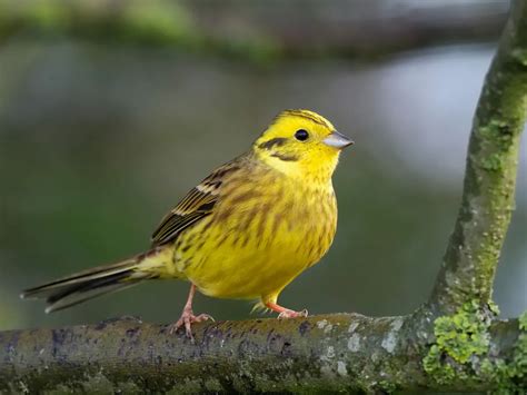 Yellowhammer Bird Facts (Emberiza citrinella) | Bird Fact