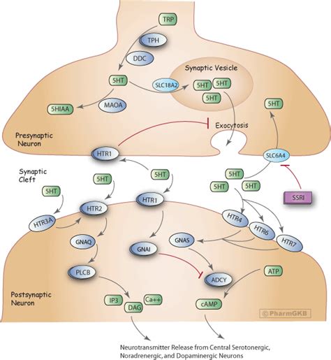 Selective Serotonin Reuptake Inhibitor Pathway, Pharmacodynamics | Farmacia