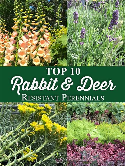 Top 10 Rabbit & Deer Resistant Perennials