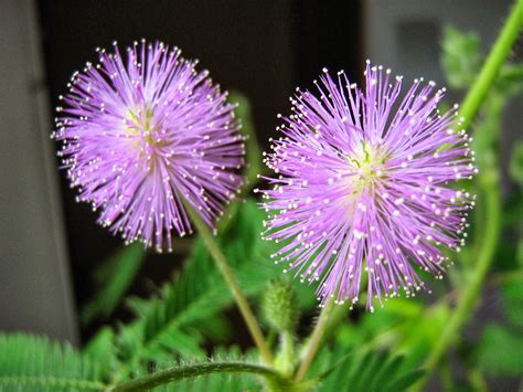 Flower Homes: Mimosa Flowers