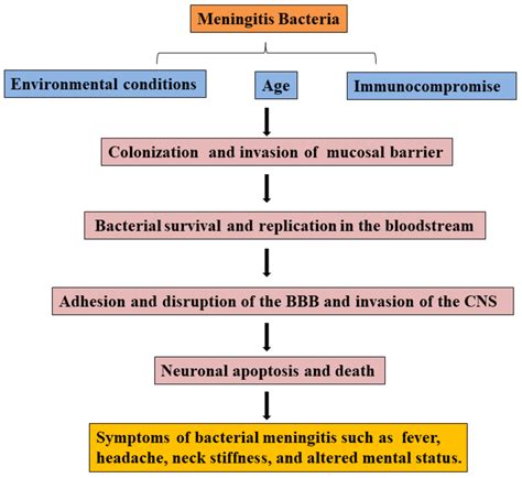 Molecules | Free Full-Text | The Potentials of Melatonin in the Prevention and Treatment of ...