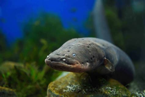 Amazon River Electric Eel