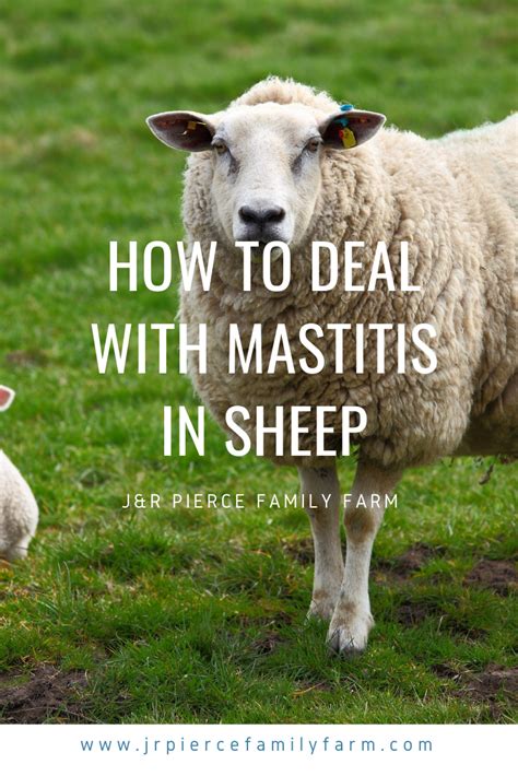 Mastitis and Other Sheep/Lamb Nursing Problems - How to Deal | Backyard chicken farming, Sheep ...