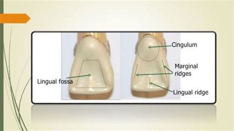 TOOTH MORPHOLOGY | Flashcards