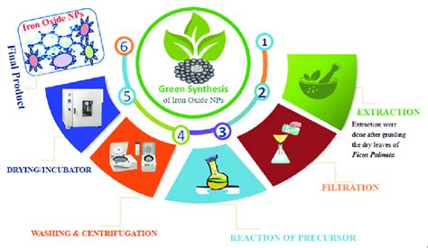 Diagrammatic explanation of the green synthesis method | Download ...