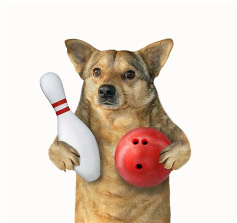 Best Funny Bowling Stock Photos, Pictures & Royalty-Free Images - iStock