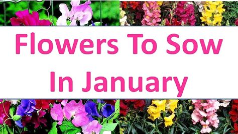 Flowers To Grow In January ! Flowers to sow in January - YouTube