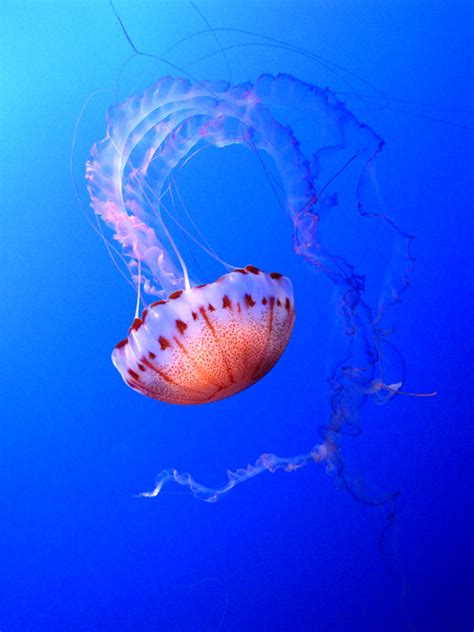 Purple-Striped Jellyfish by magneticjade on DeviantArt