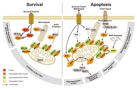 Bcl-2 Pathway | GeneTex