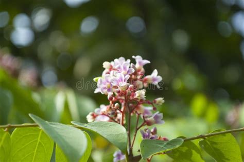 Star fruit flower stock image. Image of delicious, food - 45636707