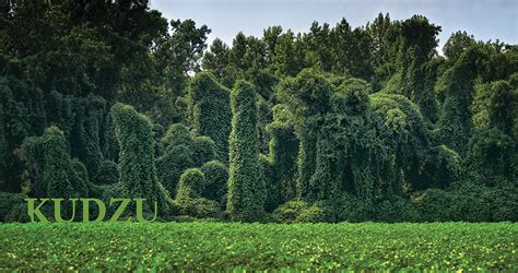 Kudzu Takes Root in Southern Culture – Our State Magazine