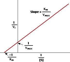 Lineweaver–Burk Plot – Professor Med