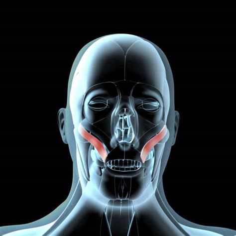 Zygomatic Major Muscle Stock Photos, Pictures & Royalty-Free Images ...