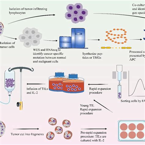 (PDF) Tumor Infiltrating Lymphocyte (TIL) Therapy for Solid Tumor Treatment: Progressions and ...