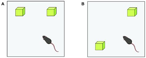 Object location test used to evaluate the spatial memory. During the... | Download Scientific ...