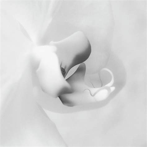 Macro Orchid Photograph by Eileen Brabender - Fine Art America