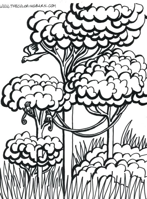 Rainforest Trees Coloring Pages